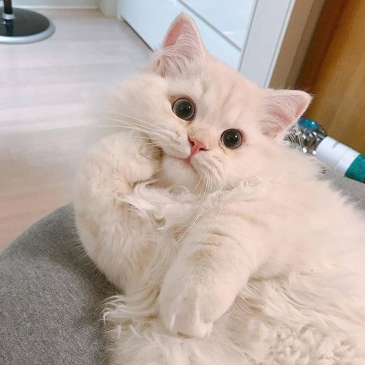 Makan